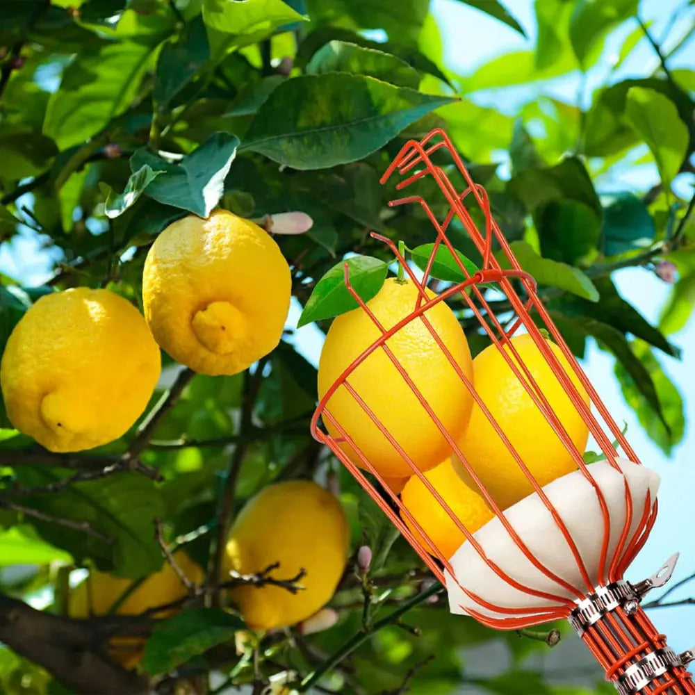 <tc>Manual Fruit Picker™ | Extendable Pole for Apples, Pears &amp; Citrus</tc>