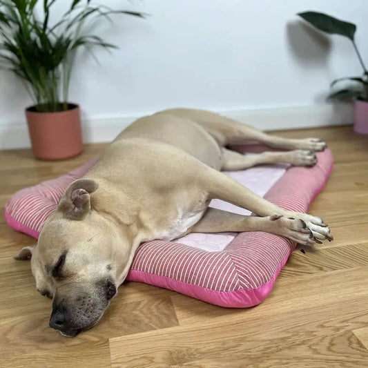 <tc>Cooling Pet Bed™ | Guaranteed Freshness for Your Furry Friend</tc>