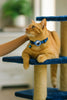 Collare per Gatti con Porta AirTag™ | Sicurezza e comfort quotidiano MigliorPrezzi.com